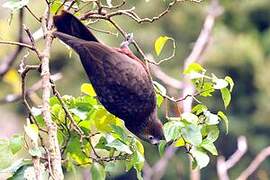 New Zealand Kaka