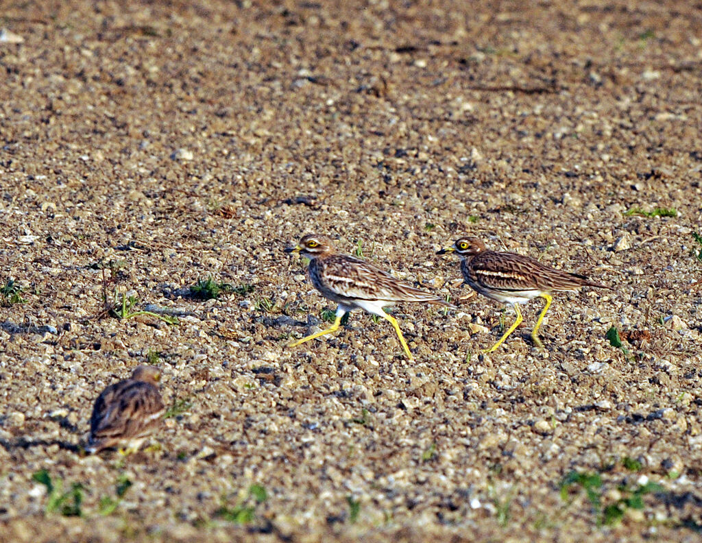 Eurasian Stone-curlew