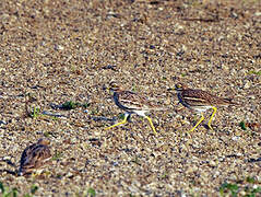 Eurasian Stone-curlew