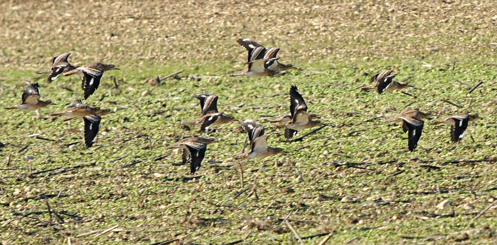 Eurasian Stone-curlew