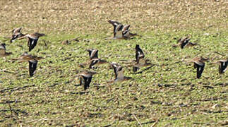 Eurasian Stone-curlew