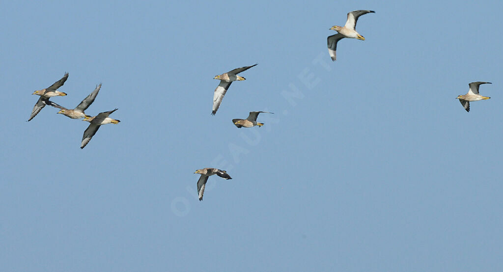 Eurasian Stone-curlew