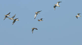 Eurasian Stone-curlew