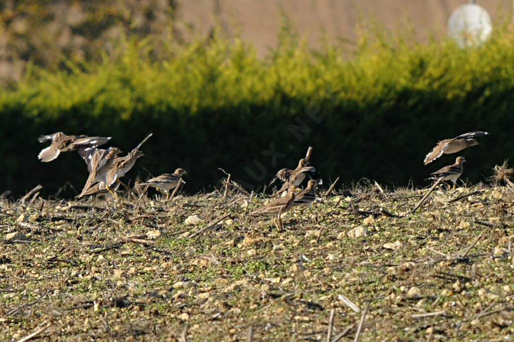 Eurasian Stone-curlew