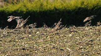 Eurasian Stone-curlew