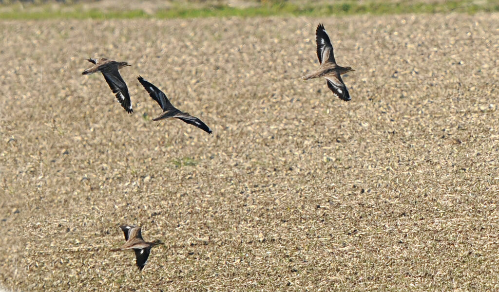 Eurasian Stone-curlew