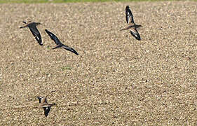 Eurasian Stone-curlew