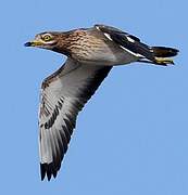 Eurasian Stone-curlew