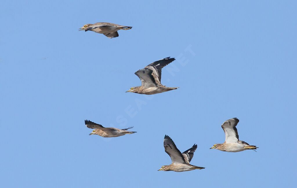 Eurasian Stone-curlew