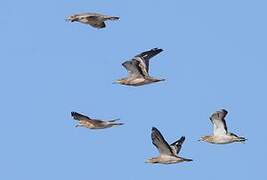 Eurasian Stone-curlew