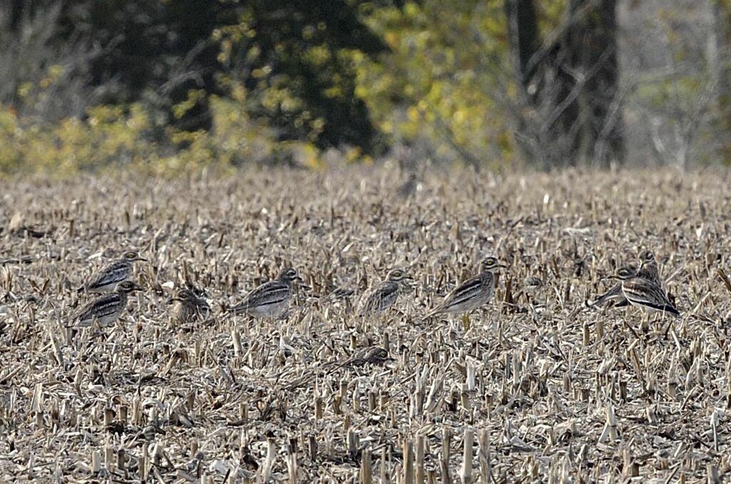 Eurasian Stone-curlew