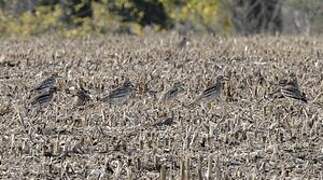 Eurasian Stone-curlew