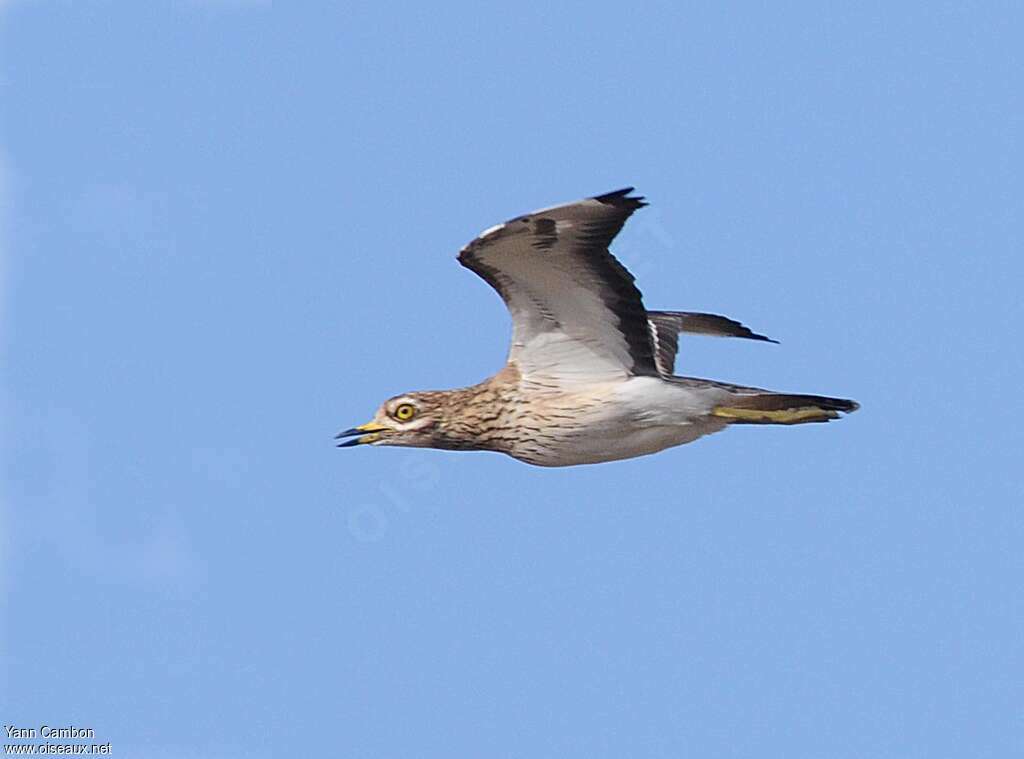 Eurasian Stone-curlew, Flight