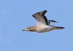 Eurasian Stone-curlew