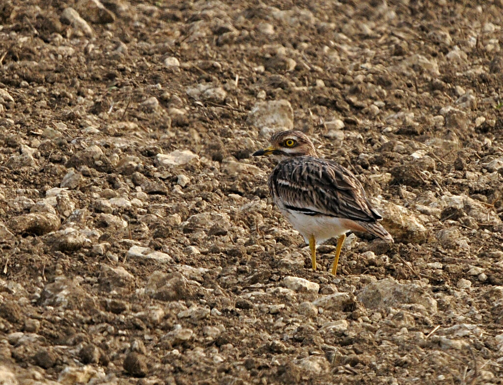 Eurasian Stone-curlew