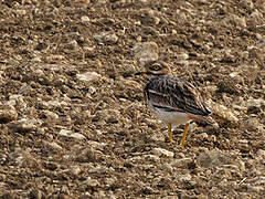 Eurasian Stone-curlew