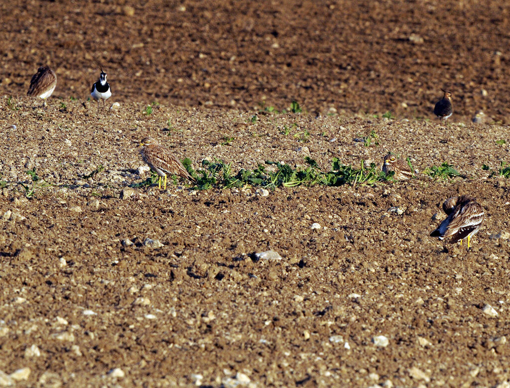 Eurasian Stone-curlew