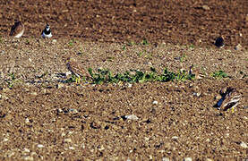 Eurasian Stone-curlew