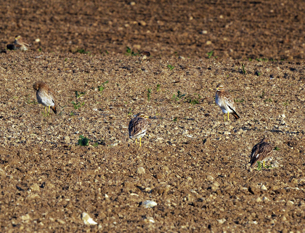 Eurasian Stone-curlew