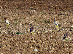 Eurasian Stone-curlew