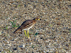 Eurasian Stone-curlew