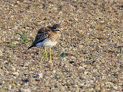 Eurasian Stone-curlew