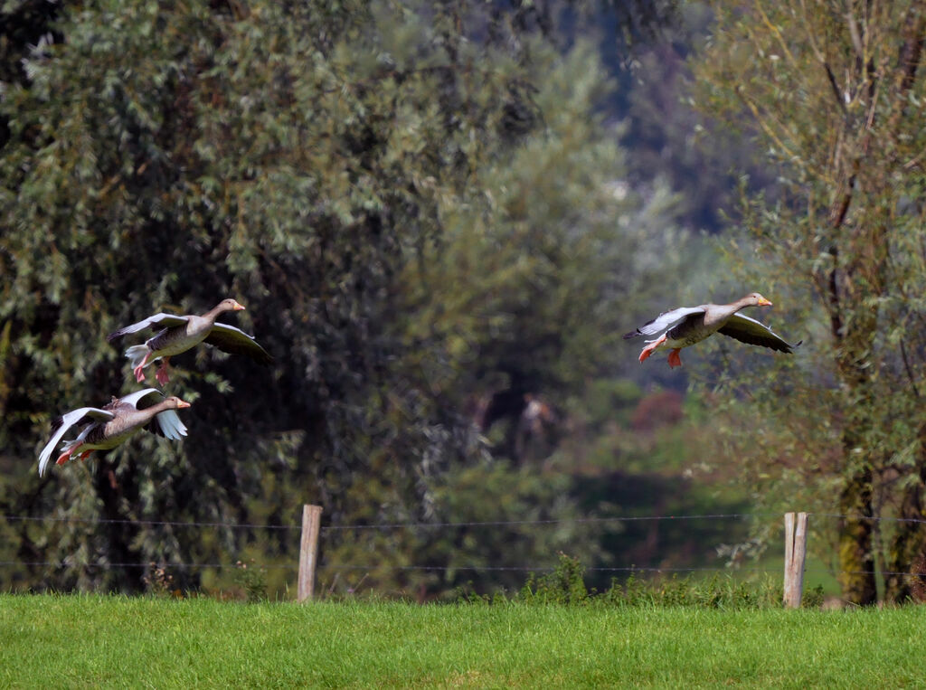 Greylag Goose