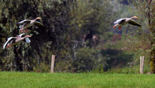 Greylag Goose