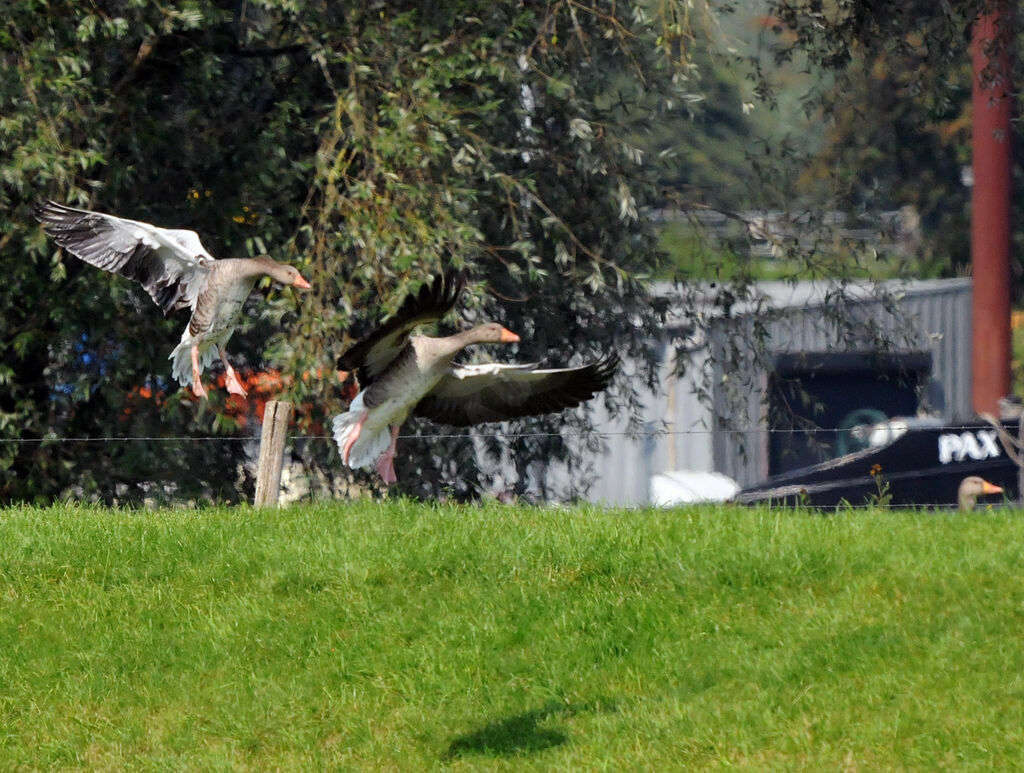 Greylag Goose