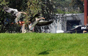 Greylag Goose