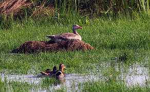 Greylag Goose