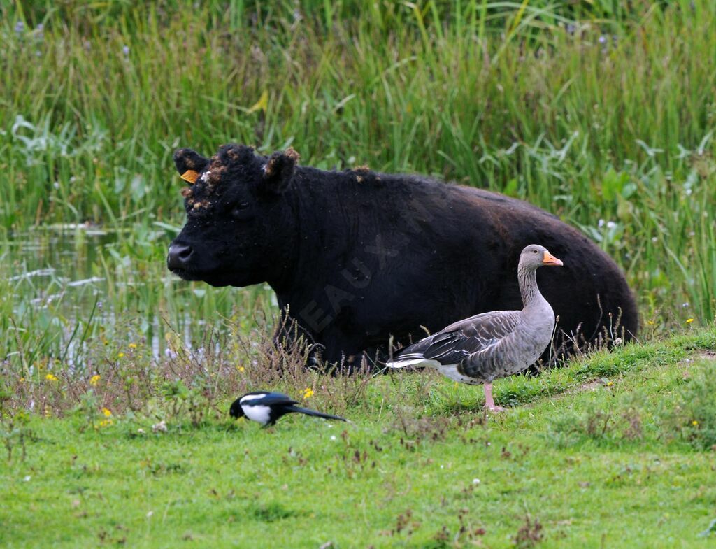 Greylag Goose