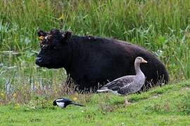 Greylag Goose