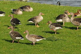 Greylag Goose