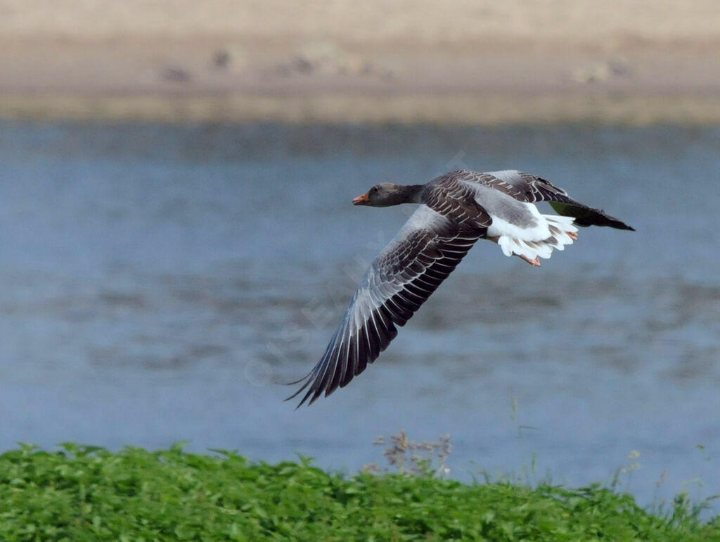 Greylag Goose