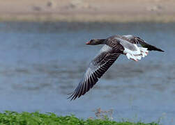 Greylag Goose