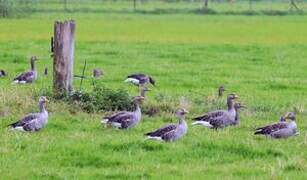 Greylag Goose