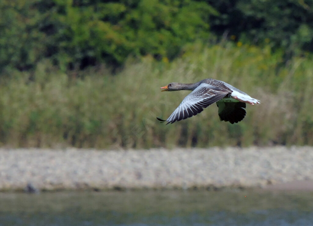 Greylag Goose