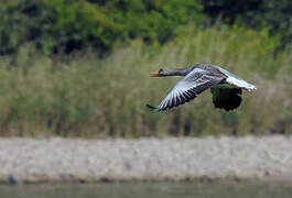 Greylag Goose