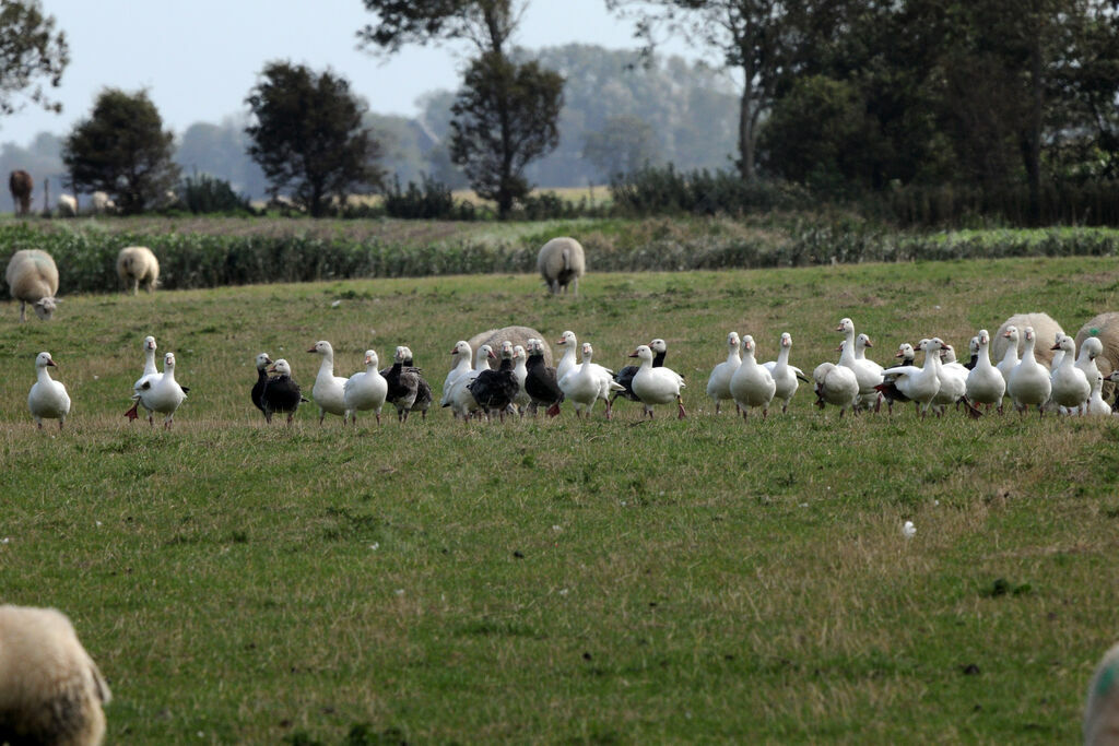 Snow Goose