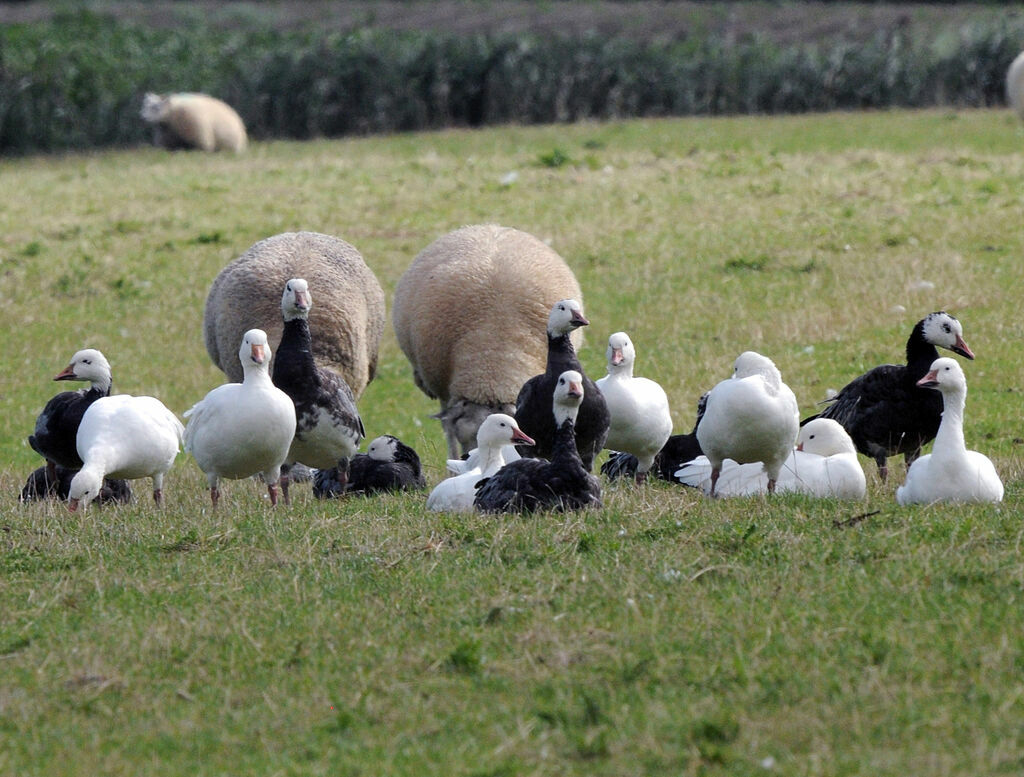 Snow Goose