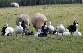 Snow Goose