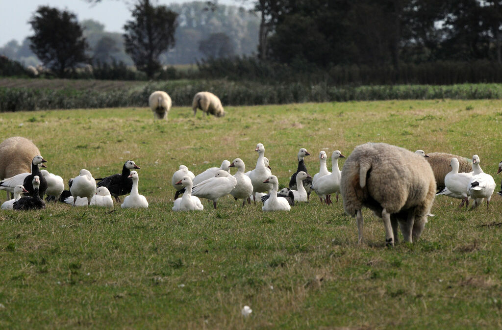 Snow Goose