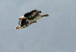 Greater White-fronted Goose