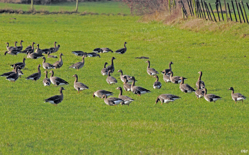 Greater White-fronted Goose