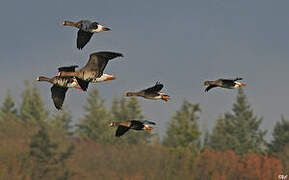 Greater White-fronted Goose