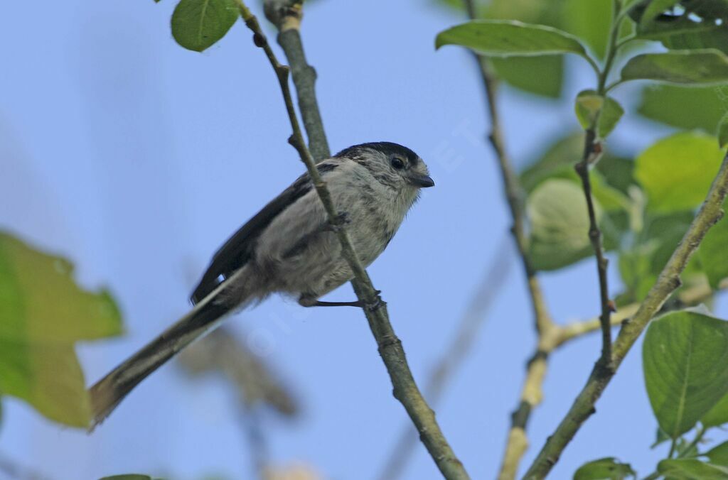 Long-tailed Tit