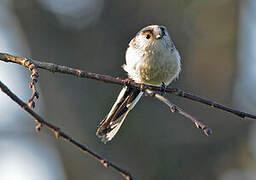 Long-tailed Tit