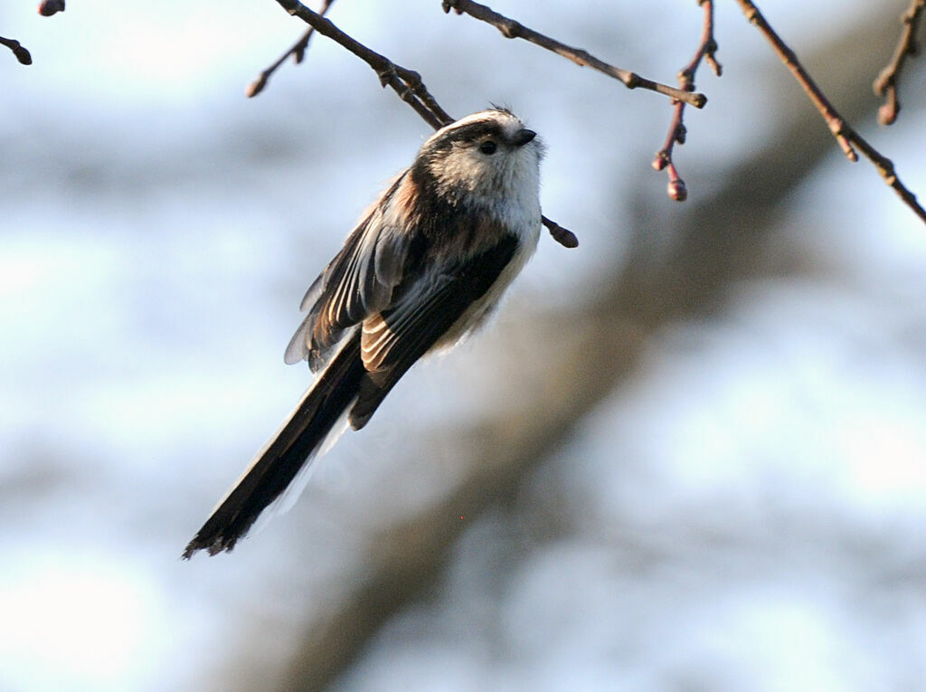 Long-tailed Tit