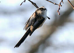 Long-tailed Tit